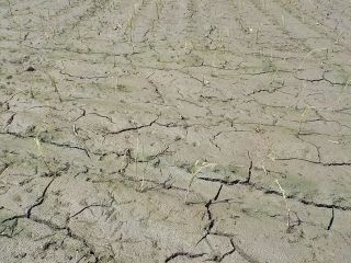 倉敷・昭和水門海水流入　県が被害農家賠償へ