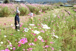 秋風に揺れ８０万本　真庭・北房地域でコスモスまつり