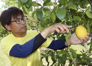 浅口・寄島 レモンの産地化進む　栽培面積７年で２０倍 飲食店納入
