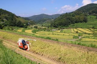 棚田に漂う秋の気配　美咲町大垪和で稲刈りシーズン