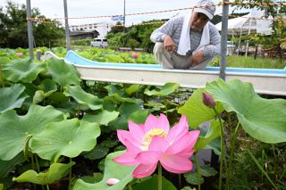 ピンクの大輪 大賀ハス見頃　美作のビオトープ公園