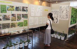 総社ゆかりのハッカ知って　１８日までまちかど郷土館で展示
