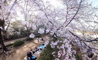 岡山、倉敷などで今年初の夏日　桜は満開