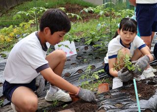 イタリア野菜を理解　矢掛・川面小５年生、トマト苗植え付け