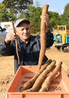 極太ゴボウ続々 ８センチも　赤磐・是里の平尾さんが収穫 