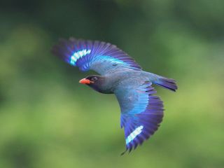 ブッポウソウ飛来へ準備　吉備中央の団体、巣箱１４０個を点検