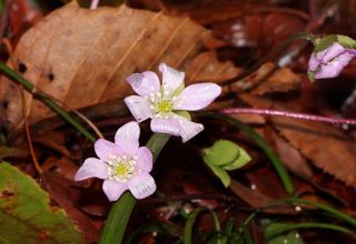 「雪割草」いち早くほころぶ　新見・満奇洞の入り口付近