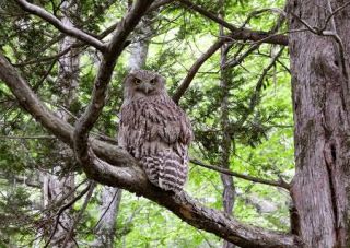 絶滅危惧のシマフクロウ、生息数回復　北海道で保護活動結実、地域連携で共存へ