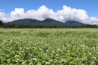 純白の小花 秋風にそよぐ　蒜山高原でソバの花見頃