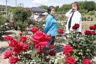 甲本さん（津山市領家）のバラ園見頃　華麗な赤や黄色３６０種咲き誇る