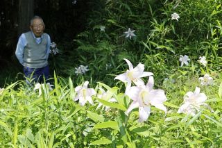 自生ササユリ、初夏の緑に映える　吉備中央で見頃