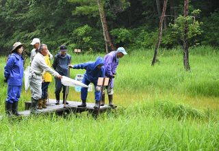 世界最小ハッチョウトンボ復活へ　新見・鯉が窪湿原保存会が調査、ビオトープも設置