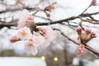 平年より７日早く桜開花　津山・鶴山公園 