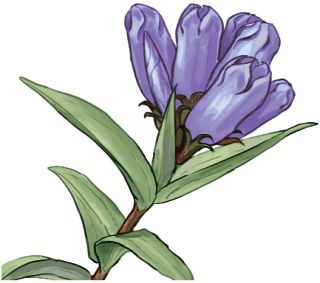 【花だより】リンドウ　涼しげな青紫、薄色も重宝