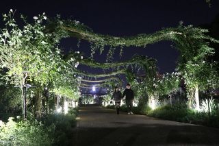 「きれいでロマンチック」福山で秋バラ見頃　幻想的なライトアップも