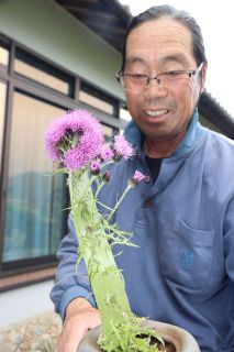 茎は帯状、花はまりの巨大アザミ　真庭・蒜山の長原さん発見