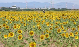 黄色鮮やか どこまでも咲き誇る　笠岡湾干拓地でヒマワリ見頃