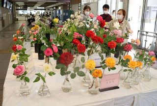 丹精込めた多彩なバラ２００点　 岡山市役所で１４日まで展示、販売