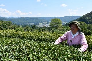 〝二番茶〟収穫本格化　新見の紅茶農園 香り充実、味も期待