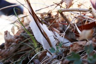 「氷の華」シモバシラに咲く　半田山植物園 寒さが生む自然現象 