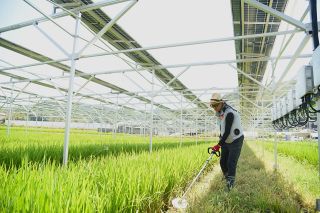 【岐路に立つコメ】第４部　新農法 （４）営農型太陽光発電　収穫と売電で〝一石二鳥〟
