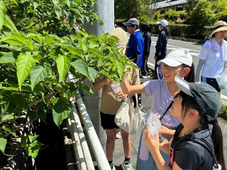 １００年フード クサギの葉収穫　吉備中央 地元児童が体験