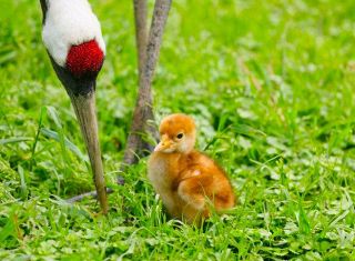 ４年ぶり タンチョウひな１羽誕生　和気の県自然保護センター