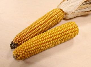 道産のコーンウイスキー誕生　原料こだわり、５年かけ商品化