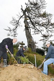 樹齢３７０年のクロマツを後世に　吉備中央の寺、クローンから苗木