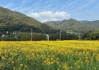 豪雨復興願うヒマワリがビールに　２５、２６日、岡山・牟佐で販売