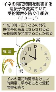 イネの開花時刻 制御遺伝子を特定　農研機構、吉備国際大などの研究チーム 高温下でも安定生産