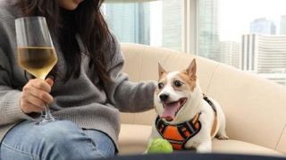 香港で飲食店への飼い犬同伴制度が開始、衛生面の指摘も