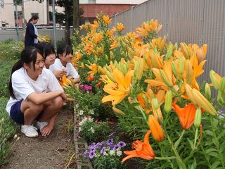 黄やオレンジ　鮮やかスカシユリ　倉敷・東中で見頃　住民育てる