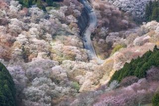 奈良県・吉野山のサクラ、害虫から守れ　クビアカツヤカミキリへの対策急務