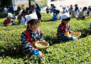 みずみずしい新芽 丁寧に収穫　矢掛・山田小で「茶摘み祭り」