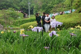 府中・上下であやめまつり　ハナショウブ７万本彩る