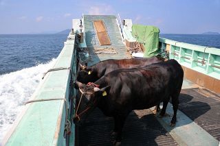 直島諸島編（４）小豆島オリーブ牛　最大産地から専用船で出荷