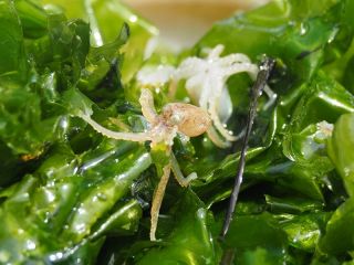 イイダコ保護へ船釣り期間限定　来月１日～１０月１５日 香川県規制、罰則も　　　　　　　