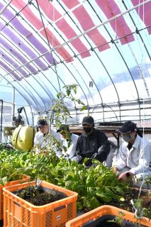 【つながる高校生　作州での地域活動】（４）真庭高「波長選択型有機太陽電池を生かした研究調査」　発電と野菜栽培を両立
