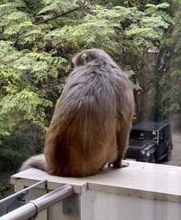 【世界の街から】桃太郎の脂汗