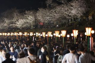 岡山さくらカーニバル ５日まで　旭川河川敷 屋台グルメ堪能