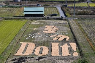 歌手矢沢永吉さんの横顔表現　美作 田んぼにもみ殻アート