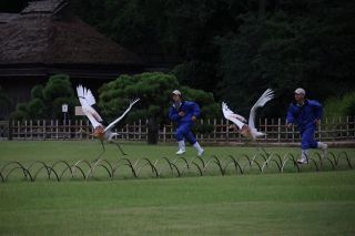 後楽園で飛行訓練、園内散策の担い手に　５月生まれのタンチョウ２羽
