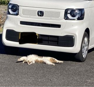 ファミマカラーのバウムクーヘン風ラグ誕生、「ミヨシラグ」とのコラボ