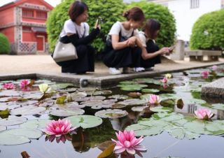 大原美術館、モネのスイレン見頃　館内作品とともに観光客らが満喫