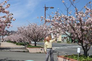 潮風に揺れるヤエベニオオシマ　玉野・宇野港で見頃迎える