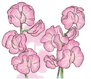 【花だより】スイートピー　「門出」の季節に需要ピーク