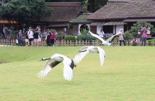 タンチョウが優雅に羽ばたく　後楽園で恒例の散策 ４羽が来場者魅了