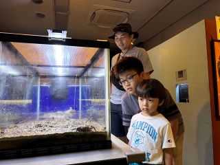 貴重な干潟の生き物を展示　笠岡市立カブトガニ博物館　９月２７日まで