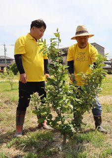「浅口を果物王国に」 寄島町出身の斎藤さん　帰郷し地域おこし協力隊員　レモンやナシ、クリ栽培挑戦